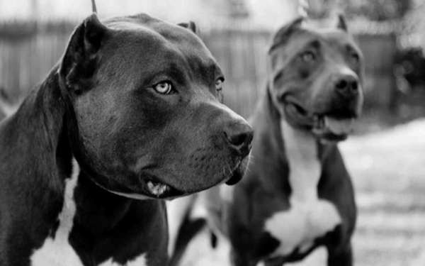 Talibé attaqué par un pitbull : Les aveux du propriétaire du chien et l’état de santé du talibé Talibé attaqué par un pitbull : Les aveux du propriétaire du chien et l’état de santé du talibé