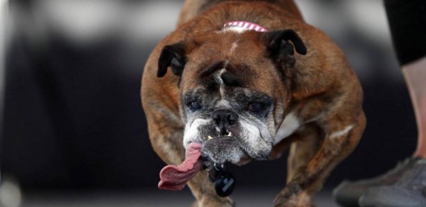 Gandigal : Mordue par un chien, elle meurt après avoir reçu une piqûre à l'hôpital de Mbour