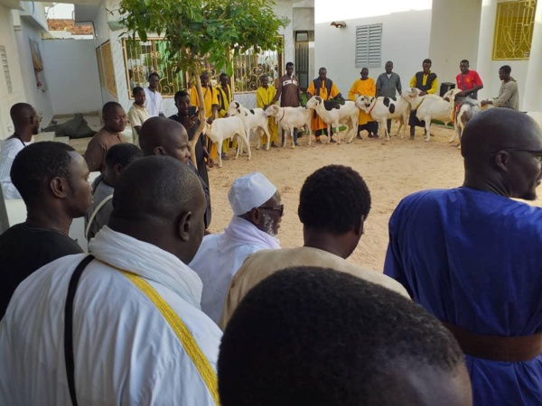 TABASKI- Serigne Moussa Nawel offre 28 béliers au khalif général des mourides TABASKI- Serigne Moussa Nawel offre 28 béliers au khalif général des mourides