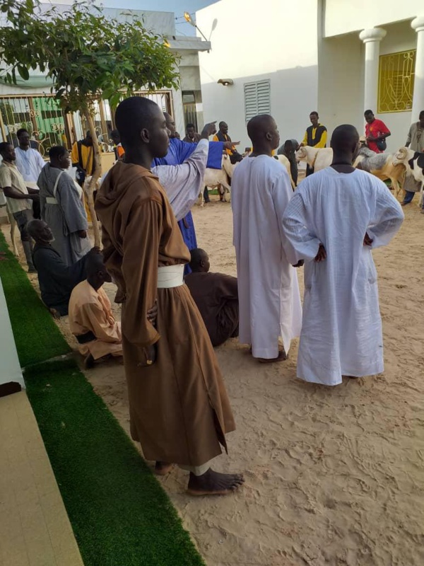 TABASKI- Serigne Moussa Nawel  offre  28 béliers au khalif général des mourides