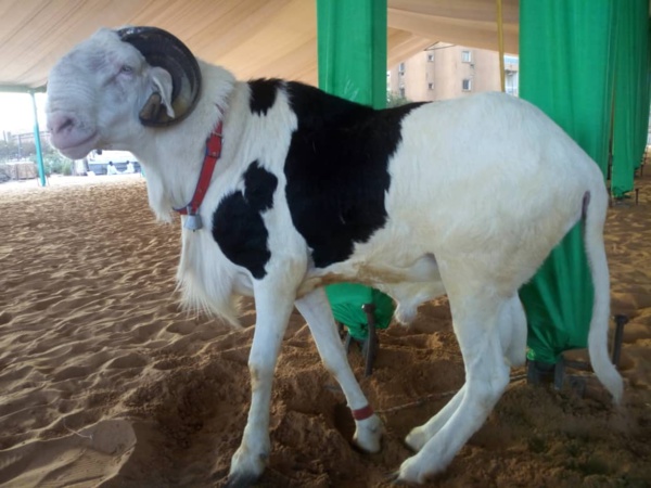   Voici le bélier offert  par le Pr Macky Sall à la grande mosquée Massalikoul Djinane ! 