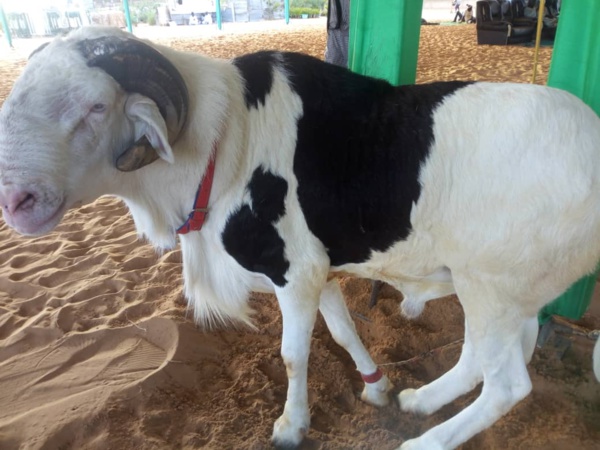   Voici le bélier offert  par le Pr Macky Sall à la grande mosquée Massalikoul Djinane ! 