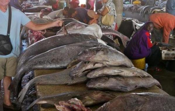 Distribution du poisson : les mareyeurs annoncent une grève le 15 janvier prochain