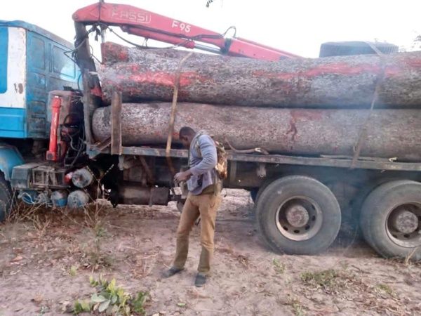 Trafic de bois- Deux camions Gambiens arrêtés