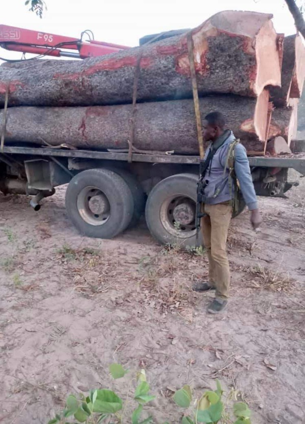 Trafic de bois- Deux camions Gambiens arrêtés