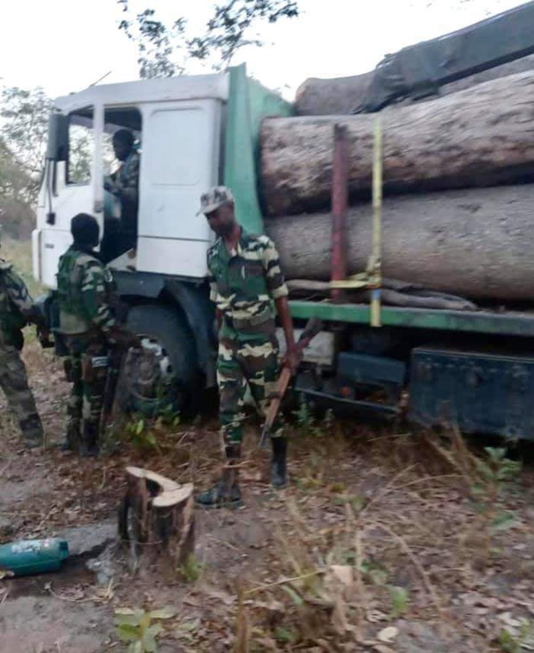 Trafic de bois- Deux camions Gambiens arrêtés