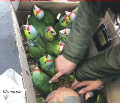 AIBD- CRIMINALITÉ FAUNIQUE : Un Algérien voulait exporter frauduleusement 131 perroquets AIBD- CRIMINALITÉ FAUNIQUE : Un Algérien voulait exporter frauduleusement 131 perroquets