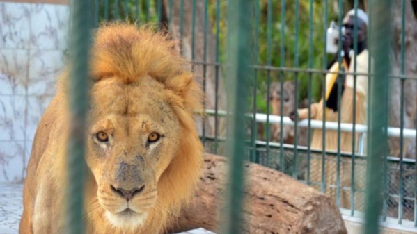 UN LION MORD UN EMPLOYÉ DU PARC HANN