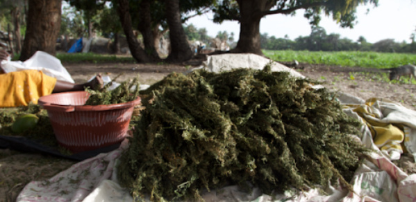 Touba : Un verger de cannabis découvert dans une maison Touba : Un verger de cannabis découvert dans une maison