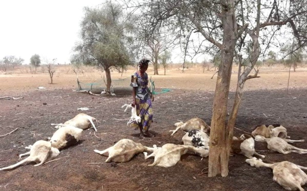 PRÈS DE 300 MOUTONS MEURENT À MÉDINA SABAKH APRÈS AVOIR CONSOMMÉ UNE HERBE SAUVAGE