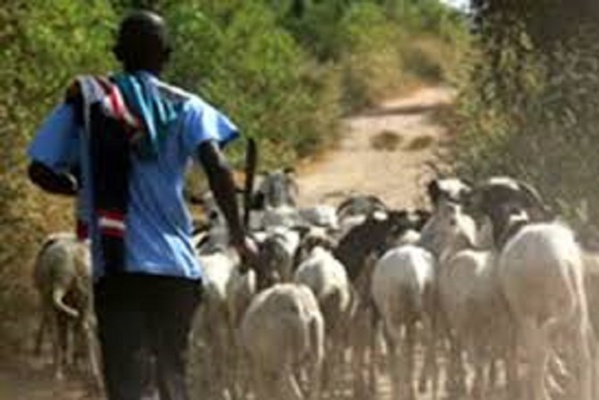 DAGANA - FIN DE CAVALE POUR QUATRE PRÉSUMÉS VOLEURS DE BÉTAIL