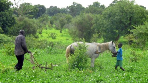 Le monde rural en agonie (par Thierno SALL, ENDA PRONAT) Le monde rural en agonie (par Thierno SALL, ENDA PRONAT)