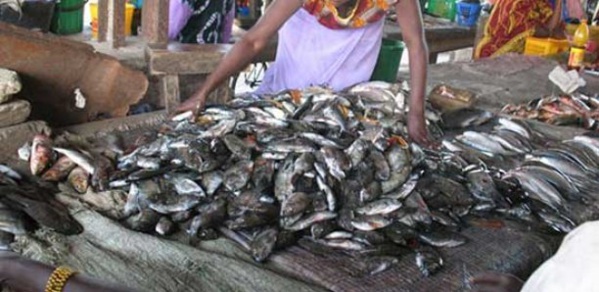 Marché central au poisson : Des mareyeurs réclament le départ du directeur