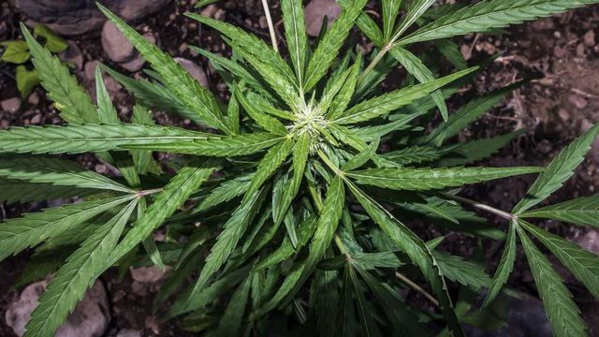 TRAITEMENT DE LA COVID 19 : LE CANNABIS PLUS EFFICACE QUE LA CHLOROQUINE ?