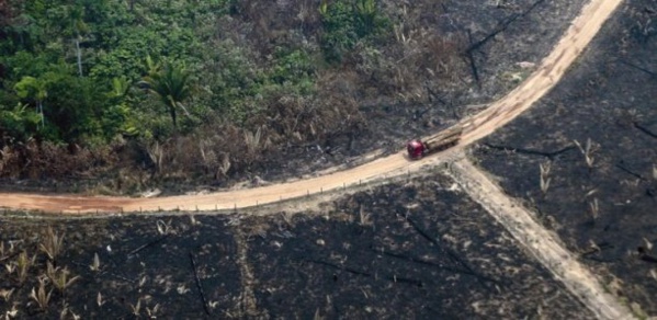 Déforestation : 12 millions d'hectares de forêts tropicales perdus en 2019 (rapport)