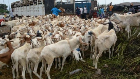 TABASKI : DIOURBEL SERA BIEN APPROVISIONNÉE EN MOUTONS (OFFICIEL)