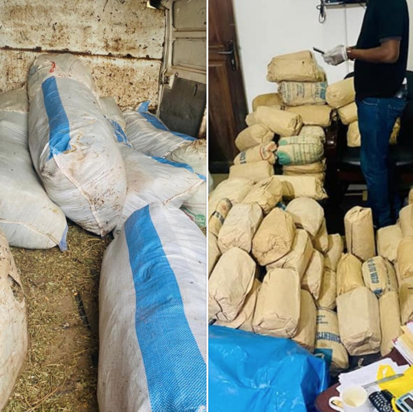 TRAFIC DE CHANVRE: La Douane déniche encore 335 kilos dans un dépôt à Kounoune