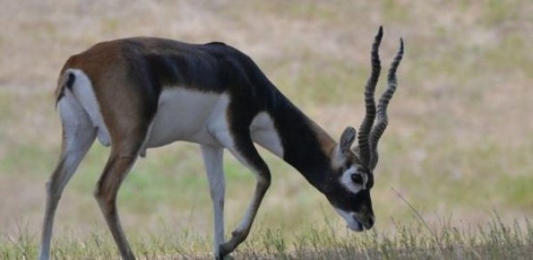 "3 des 6 gazelles convoyées à la réserve privée d'Abdou Karim Sall sont mortes" (Libération)