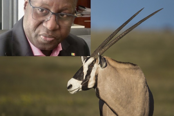Transfert Des Oryx : Les SALL Aveux D’Abdou Karim