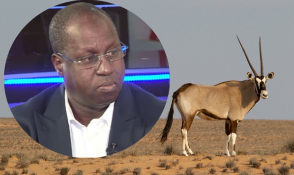 AFFAIRE DES GAZELLES ORYX: Le Pds annonce une plainte devant le Procureur AFFAIRE DES GAZELLES ORYX: Le Pds annonce une plainte devant le Procureur