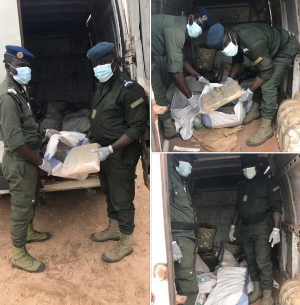 LUTTE CONTRE LE TRAFIC DE DROGUE: Encore une saisie de chanvre indien LUTTE CONTRE LE TRAFIC DE DROGUE: Encore une saisie de chanvre indien