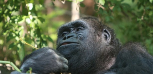 Parc de Hann : Le chimpanzé vedette King Kong est mort
