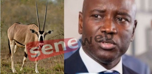Aly Ngouille Ndiaye (aussi) s'est fait livrer 6 gazelles oryx... Aly Ngouille Ndiaye (aussi) s'est fait livrer 6 gazelles oryx...