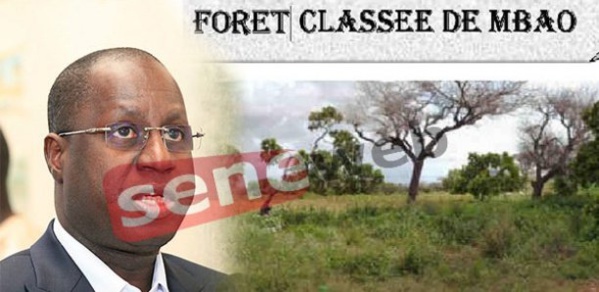 Forêt classée de Mbao : Abdou Karim Sall attribue 15 Ha à 4 «gros bonnets»