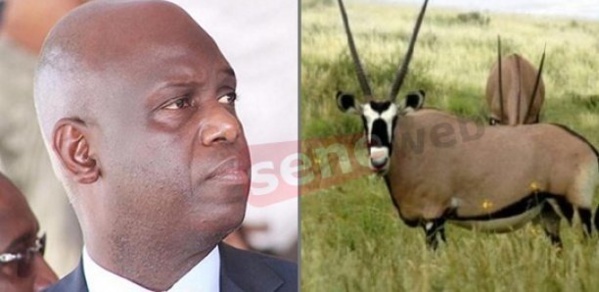 Affaire gazelles Oryx : Mansour Faye dément formellement et brandit une plainte contre... Affaire gazelles Oryx : Mansour Faye dément formellement et brandit une plainte contre...