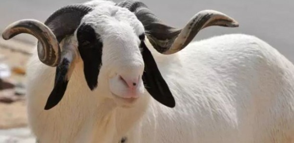 Tabaski : Craignant les foudres de sa femme, il gage sa voiture contre un mouton à 1 million Fcfa Tabaski : Craignant les foudres de sa femme, il gage sa voiture contre un mouton à 1 million Fcfa