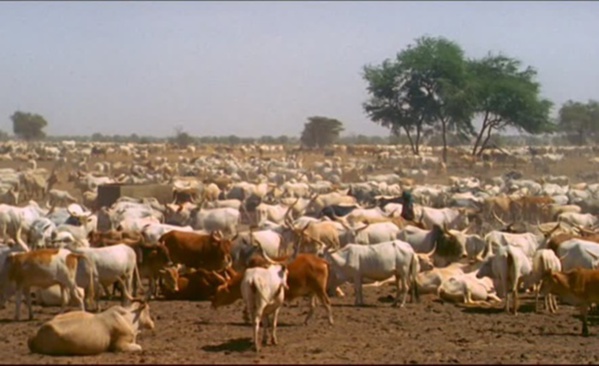 KOLDA : Recrudescence du vol de bétail dans le Médina Yoro Foula.