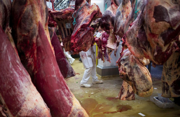 Dalifort - Deux têtes de cheval blanc saisies - Des aveux sur fond de mystique Dalifort - Deux têtes de cheval blanc saisies - Des aveux sur fond de mystique