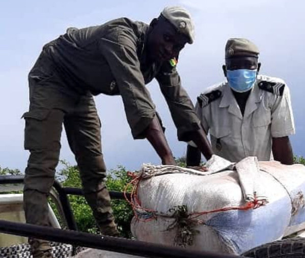 LUTTE CONTRE LE TRAFIC ILLICITE: La Douane opère des saisies à Rosso, Kaffrine et Nioro LUTTE CONTRE LE TRAFIC ILLICITE: La Douane opère des saisies à Rosso, Kaffrine et Nioro