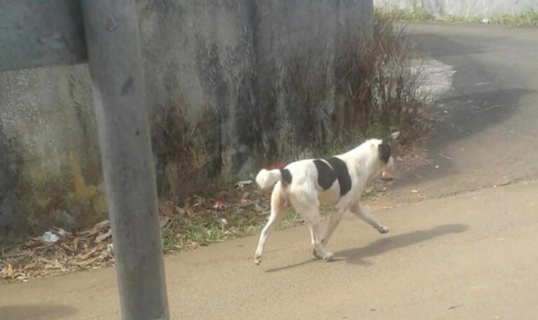 TAMBACOUNDA : DES CHIENS ERRANTS SÈMENT LA PANIQUE AU QUARTIER PLATEAU