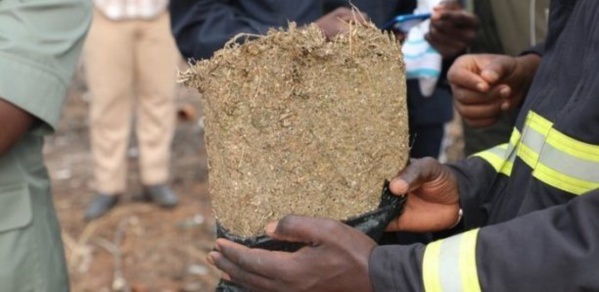 Trafic de drogue: Saisie record de 2, 282 tonnes de chanvre indien à...
