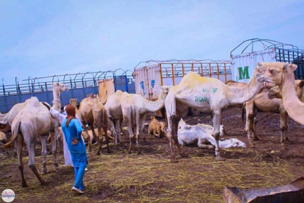 Malgré la décision du khalif, Sokhna Aïda Diallo continue d'acheter des boeufs et chameaux au Mali (images)