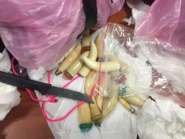 OPERATION « TONNERRE » 2020 : Des produits et organes d’espèces menacées saisis par la Douane à l’AIBD. OPERATION « TONNERRE » 2020 : Des produits et organes d’espèces menacées saisis par la Douane à l’AIBD.