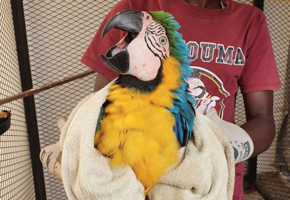 CRIMINALITÉ FAUNIQUE: Un trafiquant de perroquets protégés interpellé à Thiaroye CRIMINALITÉ FAUNIQUE: Un trafiquant de perroquets protégés interpellé à Thiaroye