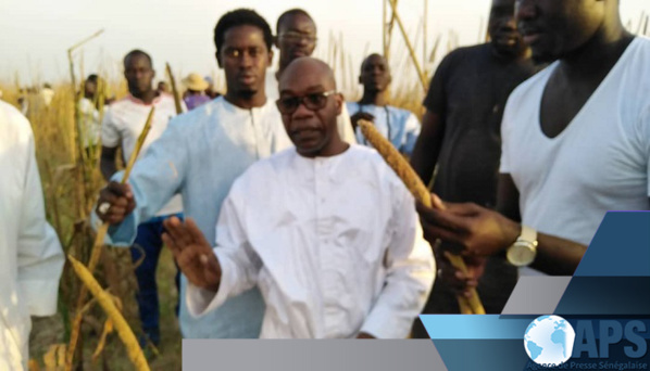 KHELCOM : DES MILLIERS DE ‘’THIANTACOUNE’’ PRENNENT PART À LA RÉCOLTE DU MIL KHELCOM : DES MILLIERS DE ‘’THIANTACOUNE’’ PRENNENT PART À LA RÉCOLTE DU MIL