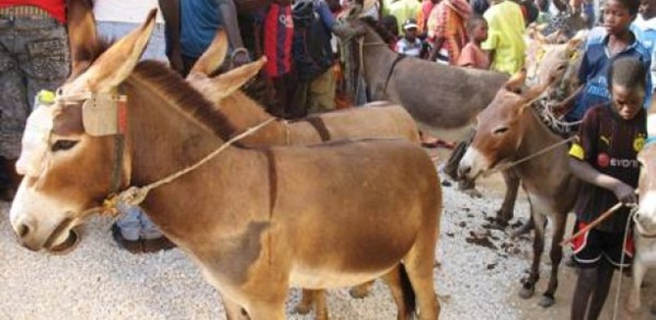 ​Drame à Louga: Un enfant d'un an tué par un âne