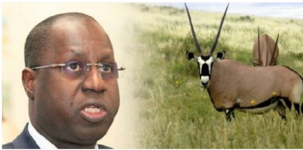 Assemblée nationale/Transfert des gazelles oryx : Le Ministre de l'environnement Abdou Karim Sall donne des détails