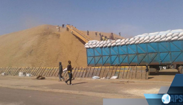 THIÈS : AU MOINS 1.346 TONNES D’ARACHIDE COLLECTÉES THIÈS : AU MOINS 1.346 TONNES D’ARACHIDE COLLECTÉES