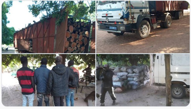 Trafic de bois : saisie d'un camion transportant du bois et d'un minibus chargé de 85 sacs de charbon vers Niankit Trafic de bois : saisie d'un camion transportant du bois et d'un minibus chargé de 85 sacs de charbon vers Niankit
