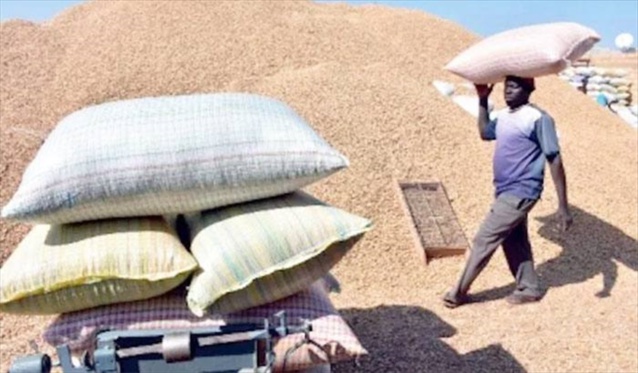 CAMPAGNE AGRICOLE - LES PAYSANS SE DÉSOLENT DU RETRAIT DES CHINOIS