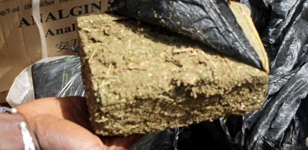 Ourossogui : La brigade mixte de la gendarmerie saisit 200 kg de chanvre indien Ourossogui : La brigade mixte de la gendarmerie saisit 200 kg de chanvre indien