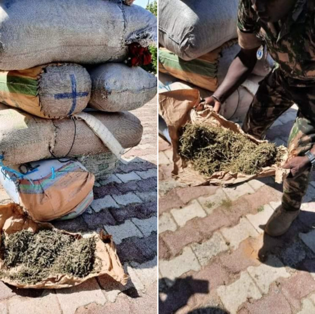 COMPAGNIE DE FATICK/TRAFIC DE CHANVRE INDIEN: La gendarmerie saisit 263 kilos sur deux charrettes COMPAGNIE DE FATICK/TRAFIC DE CHANVRE INDIEN: La gendarmerie saisit 263 kilos sur deux charrettes