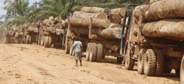 Gambie : Dix-neuf containers remplis de bois en provenance de la Casamance prêts à embarquer Gambie : Dix-neuf containers remplis de bois en provenance de la Casamance prêts à embarquer