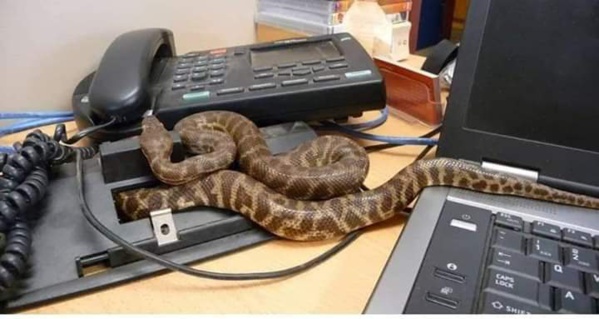 Tivaouane Peulh : Deux boas d'environ 3.5 m extraits du bassin Tawleck de la cité Apix. Tivaouane Peulh : Deux boas d'environ 3.5 m extraits du bassin Tawleck de la cité Apix.