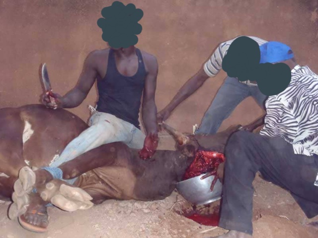 Méouane, un candidat à la mairie, égorge un bœuf en plein marché hebdomadaire  Méouane, un candidat à la mairie, égorge un bœuf en plein marché hebdomadaire