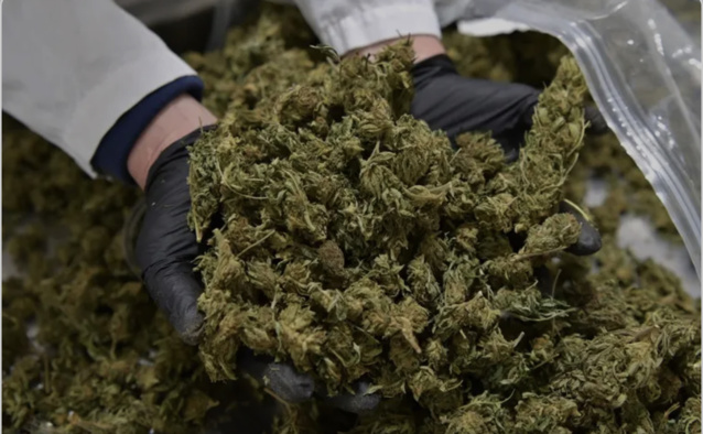Plus de 20 tonnes saisies entre mars et mai 2021: l’Afrique de l’Ouest ivre de résine de cannabis.